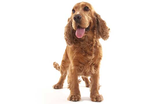 English Cocker Spaniel