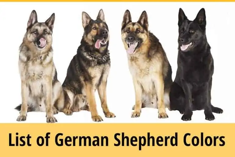 German Shepherd Colors - List and Facts