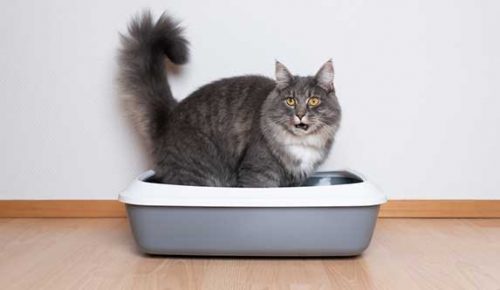 Cat Meows When Pooping - What Are The Reasons?