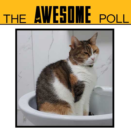 Cat Pees in The Sink How To Prevent It? ZooAwesome