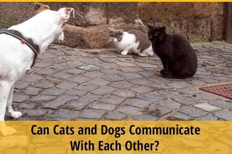 Can Cats and Dogs Communicate With Each Other