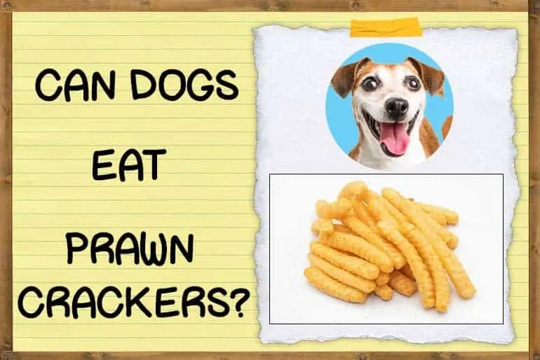Can Dogs Eat Prawn Crackers