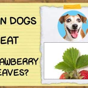 Can Dogs Eat Strawberry Leaves? | ZooAwesome