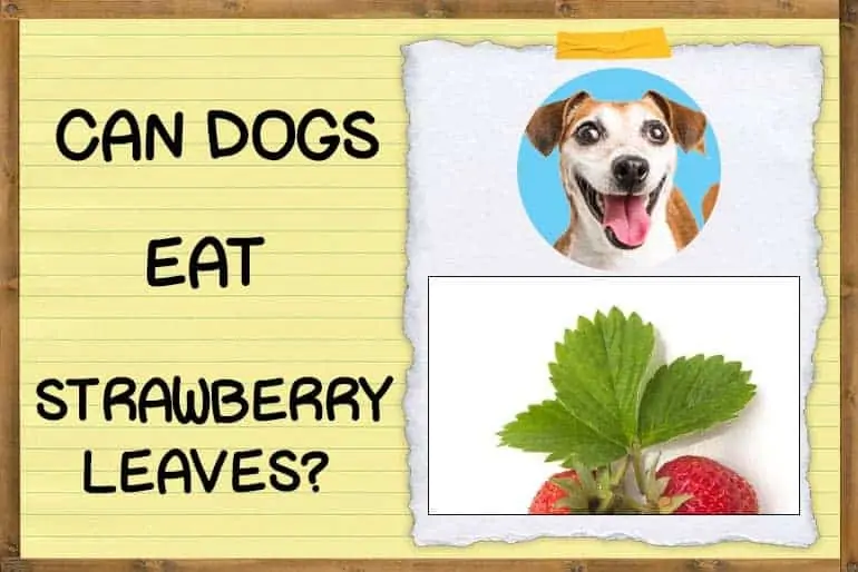 Can Dogs Eat Strawberry Leaves?
