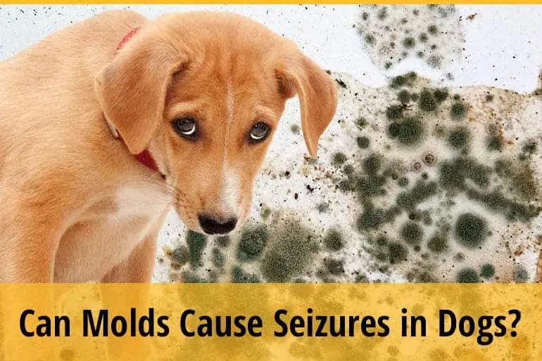 Can Molds Cause Seizures in Dogs?