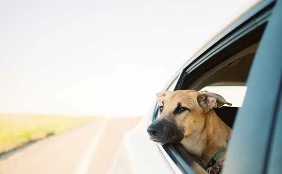can dog see colors