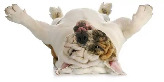 Dog upside down