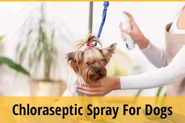  Can I Use Chloraseptic Spray on My Dog?