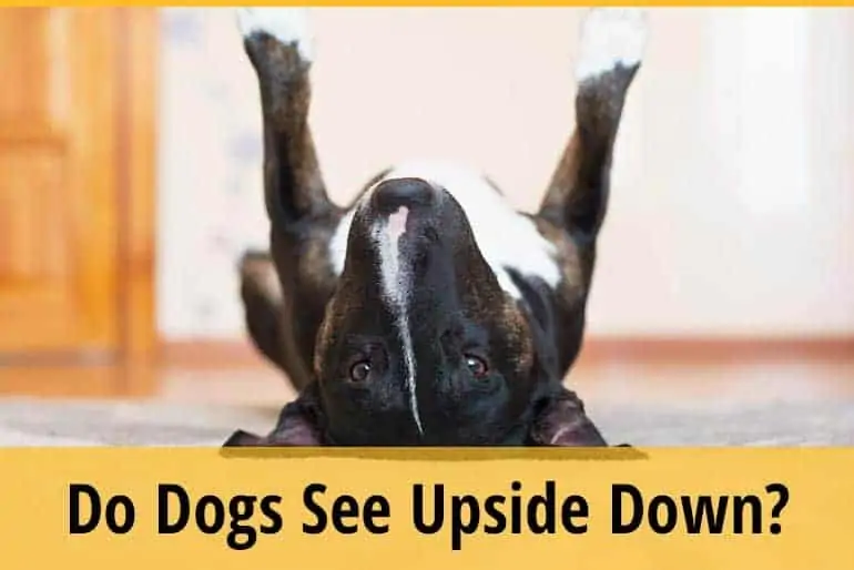 Do Dogs See Upside Down