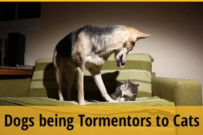 How Can Dogs be Tormentors to Cats