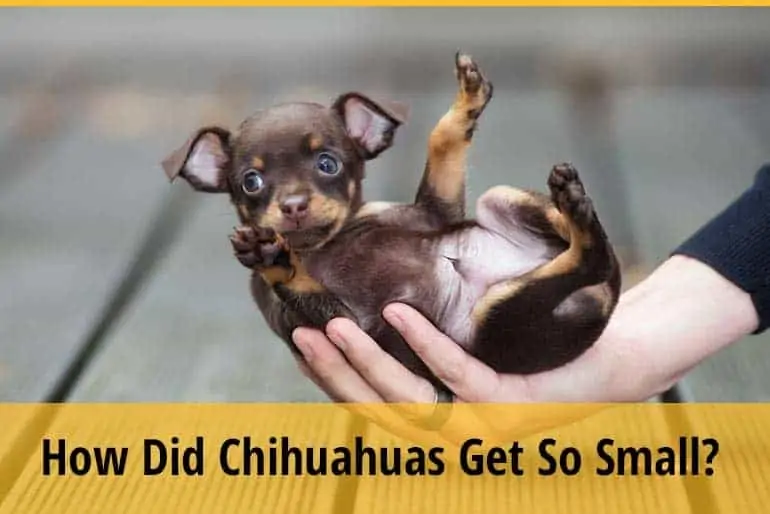 How Did Chihuahuas Get So Small