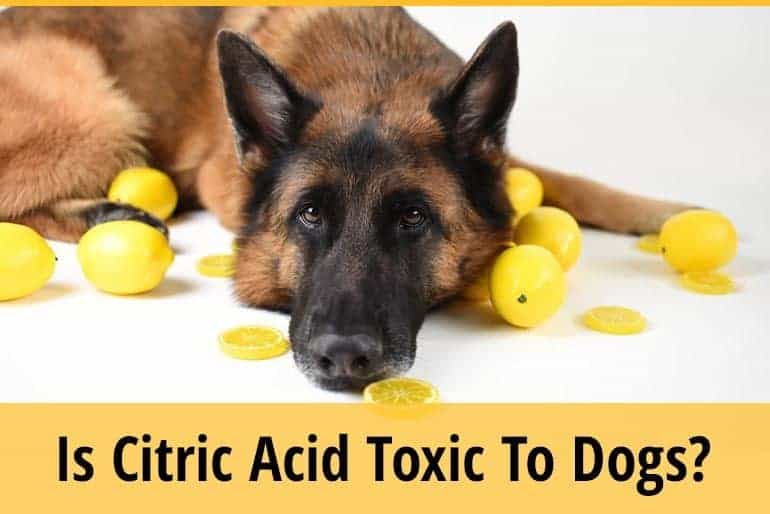 Is Citric Acid Toxic To Dogs? ZooAwesome