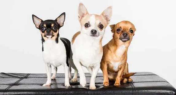 selective breeding on chihuahua