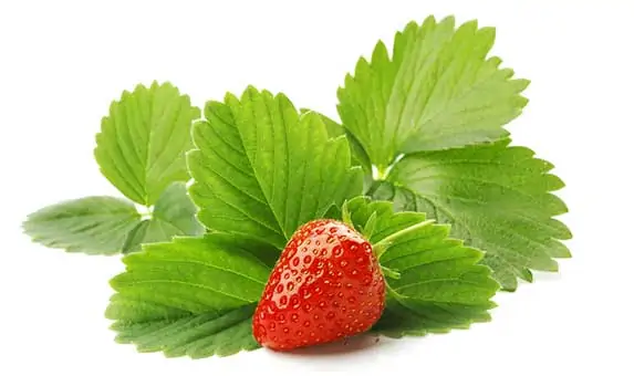 strawberry leaves for dogs