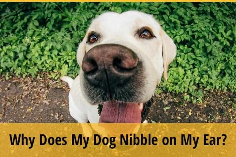 Why Does My Dog Nibble On My Ear?