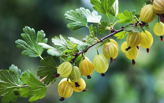 Can Dogs Eat Gooseberries? | ZooAwesome