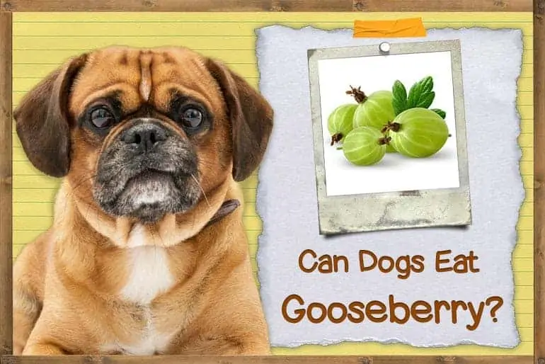 Can Dogs Eat Gooseberries