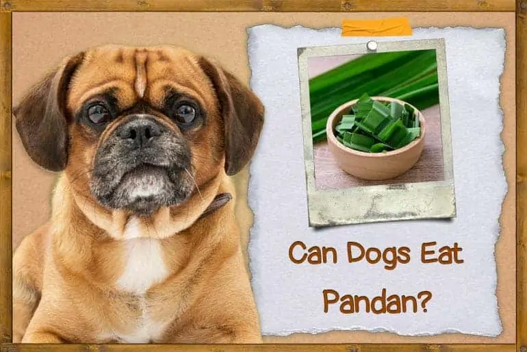Can Dogs Eat Pandan