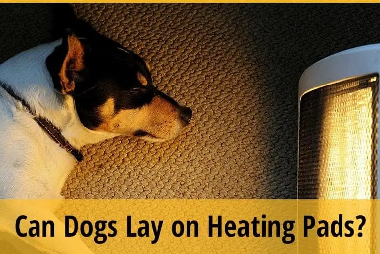 Can Dogs Lay on Heating Pads