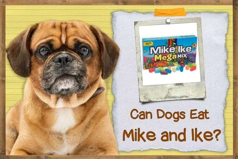Can dogs eat Mike and Ikes