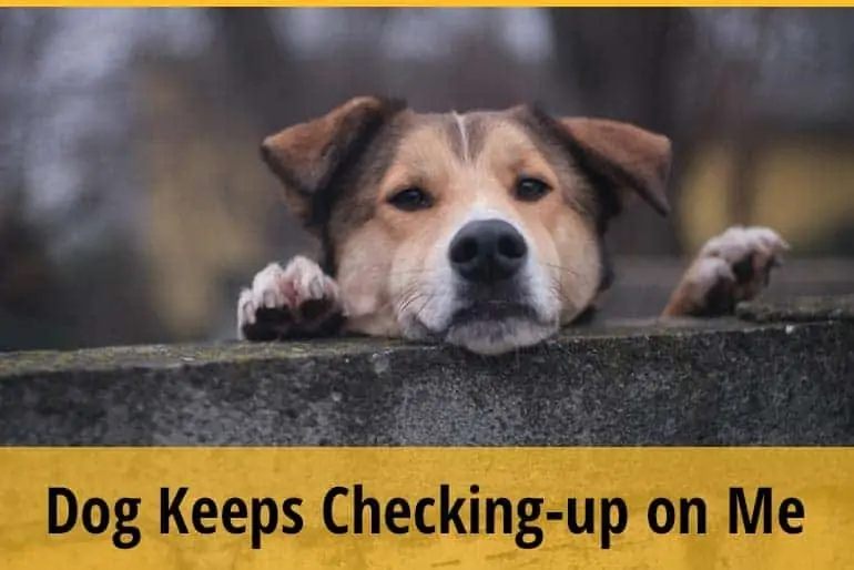Why Does my Dog Keep Checking-up on Me