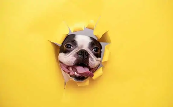 cheerful dog