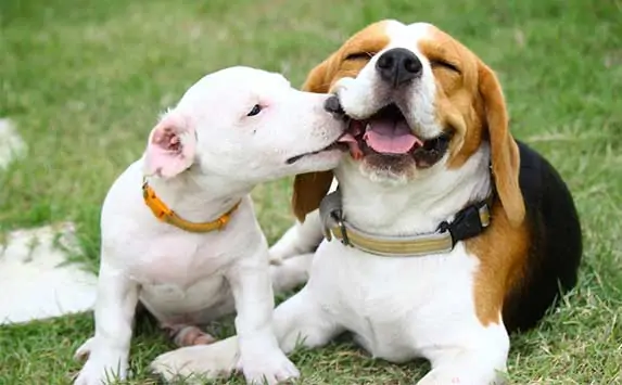 dog licks his buddy