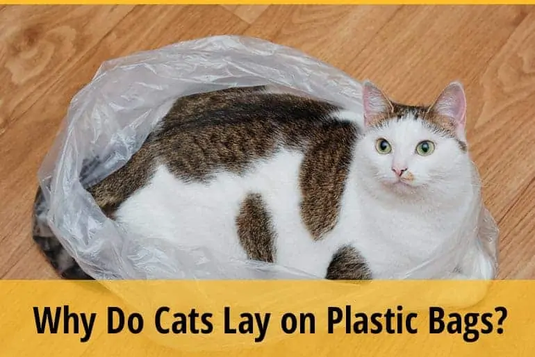 Why Do Cats Lay on Plastic Bags