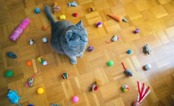 Cat surrounded with toys