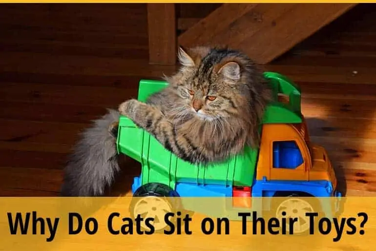 Why Do Cats Sit on Their Toys