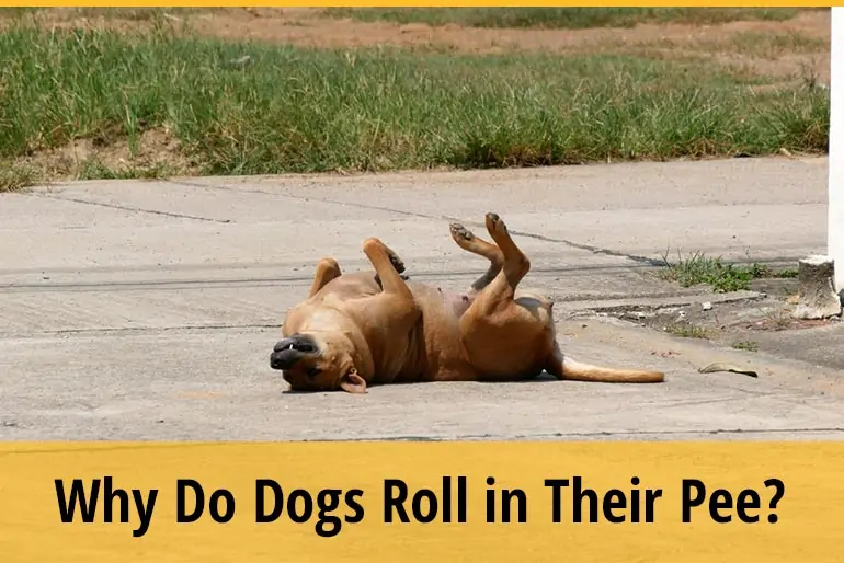 Why Do Dogs Roll in Their Pee