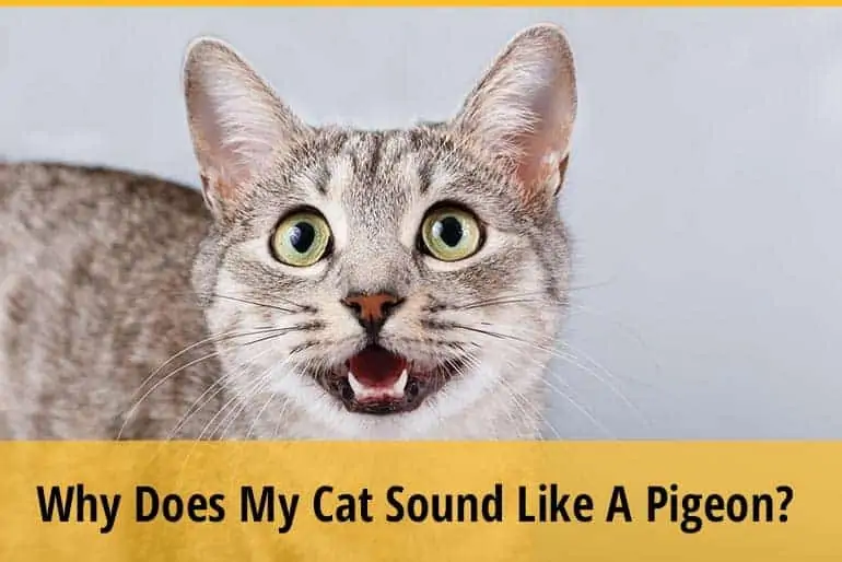 Why Does My Cat Sound Like A Pigeon