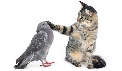 Cat Sounds Like A Pigeon