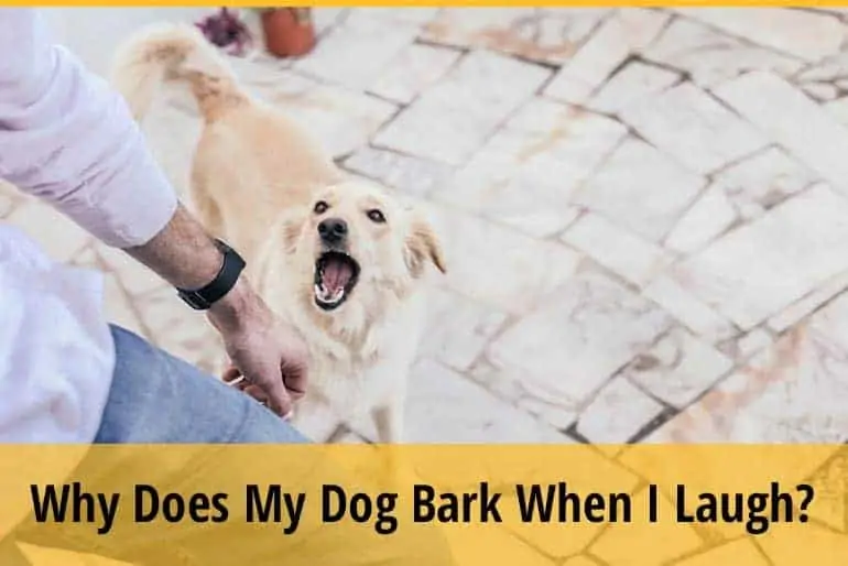 Why Does My Dog Bark When I Laugh
