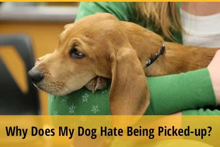 Why Does My Dog Hate Being Picked-up