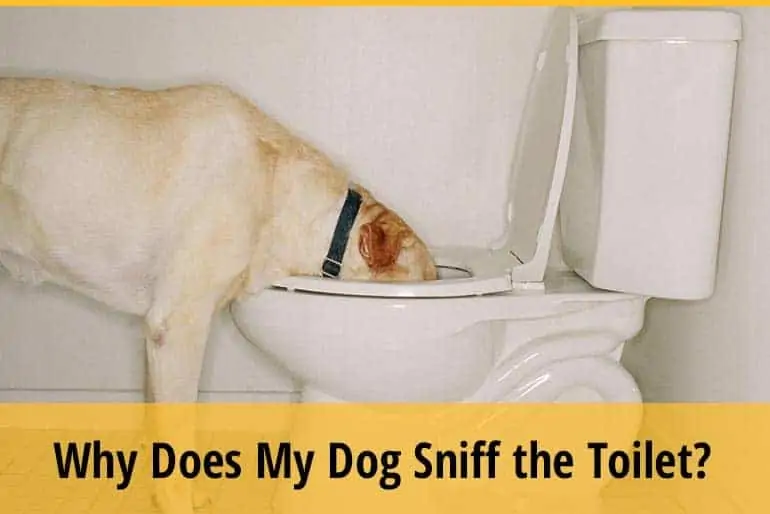 Why Does My Dog Sniff the Toilet