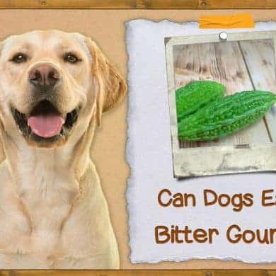 Can Dogs Eat Bitter Gourd? ZooAwesome