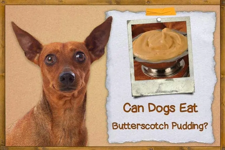 Can Dogs Eat Butterscotch Pudding