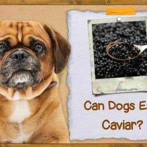 Can Dogs Eat Caviar? | ZooAwesome