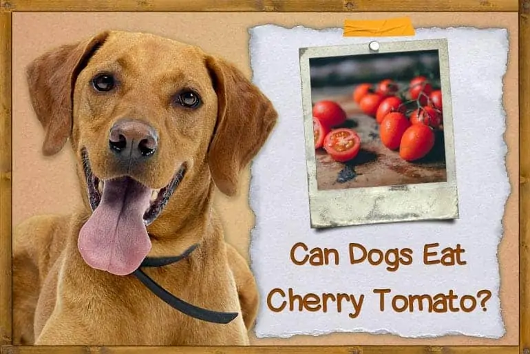 Can Dogs Eat Cherry Tomatoes