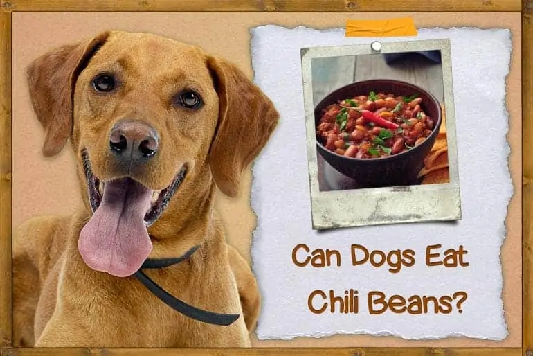 Can Dogs Eat Chili Beans