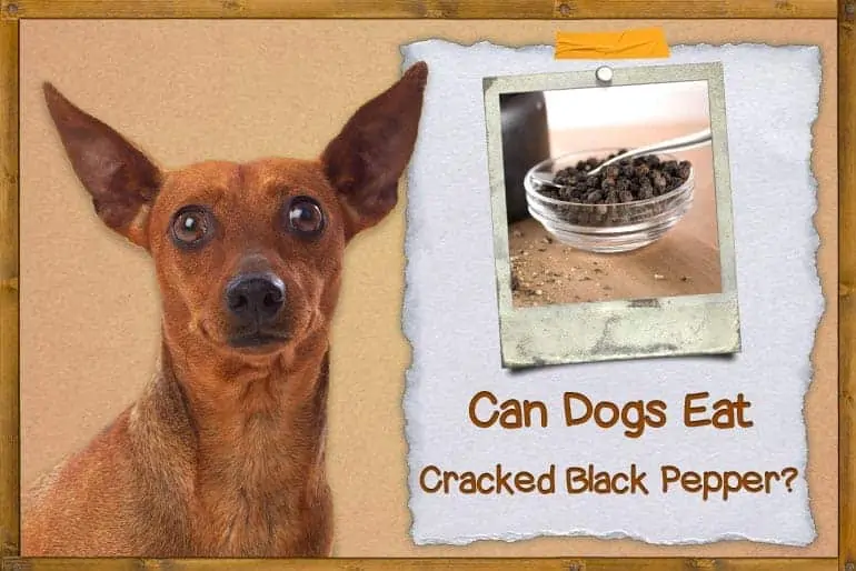 Can Dogs Eat Cracked Black Pepper