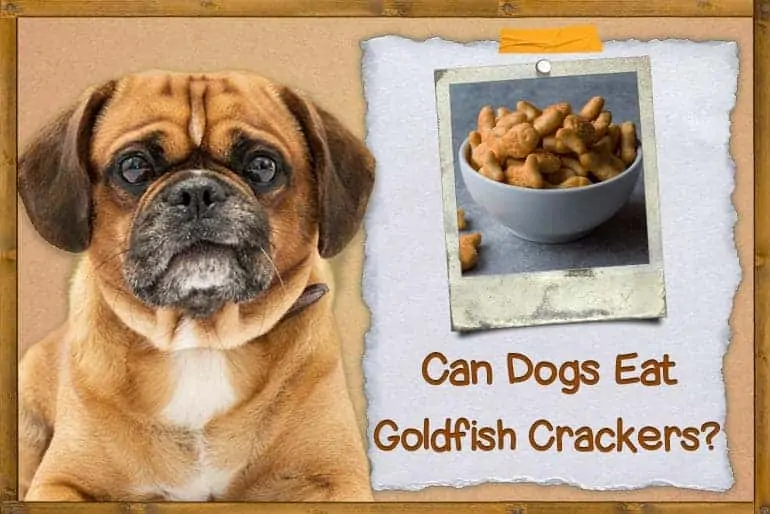Can Dogs Eat Goldfish Crackers