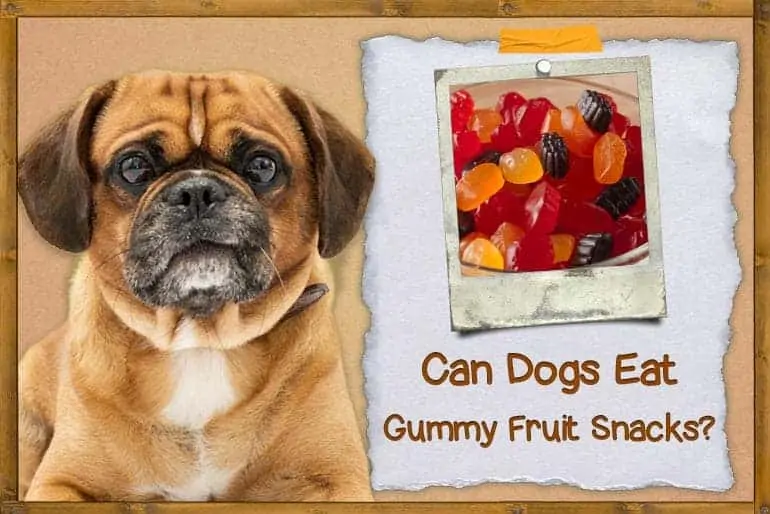 Can Dogs Eat Gummy Fruit Snacks