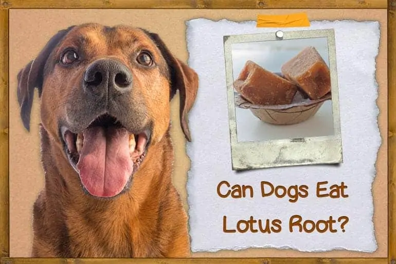 Can Dogs Eat Jaggery