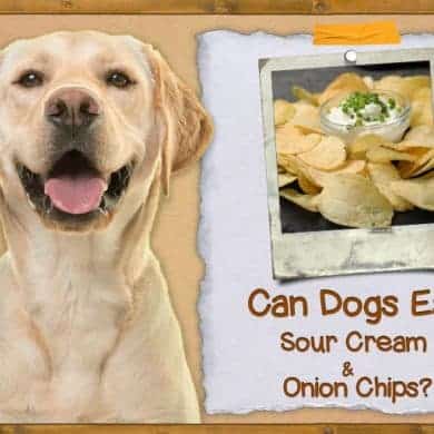 Lush Can Dogs Eat Sour Cream And Onion Chips Artwork in HD Lush Can Dogs Eat Sour Cream And Onion Chips Artwork in HD