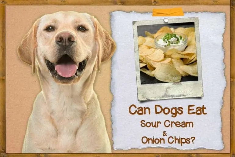 Can Dogs Eat Sour Cream and Onion Chips