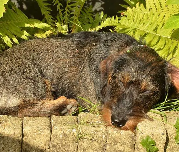 dog sun bathing