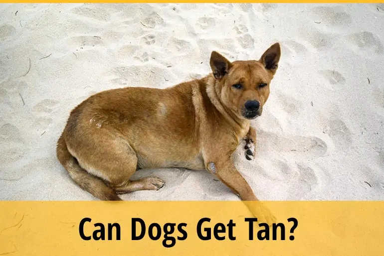 Can Dogs Get Tan