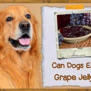 View of Can Dogs Have Grape Jelly? | ZooAwesome